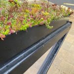 Pitched roof sedum close up